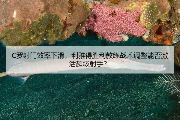 luo-she-men-xiao-lv-xia-hua-li-ya-de-sheng-li-jiao-lian-zhan-shu-tiao-zheng-neng-fou-ji-huo-chao-ji-she-shou-3-619.jpg